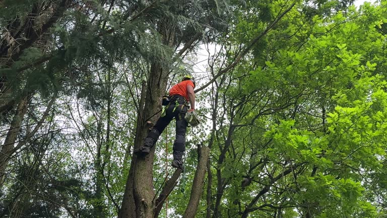 Best Arborist Consultation Services  in Moraga, CA