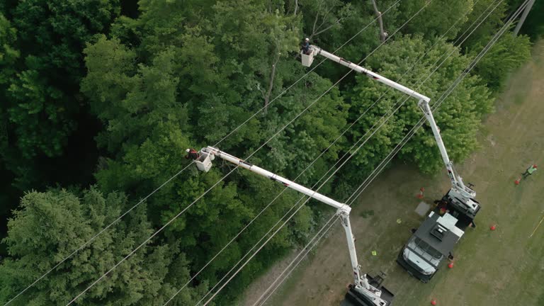 Professional Tree Care Services in Moraga, CA